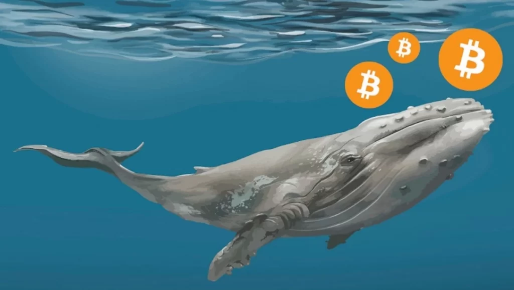 Mega OG Whales Pile Up Bitcoin, Claims Lark Davis! How Will This Impact BTC Price?