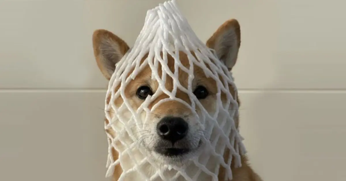 wrapped-dog