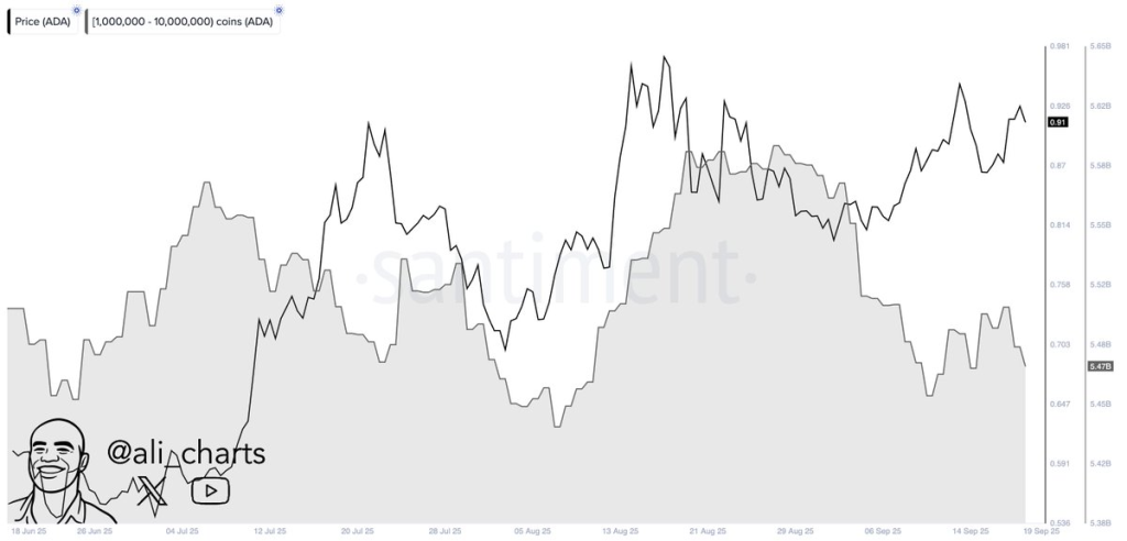 cardano price