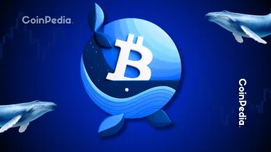 Top Altcoins Crypto Whales Are Buying Amid Market Crash