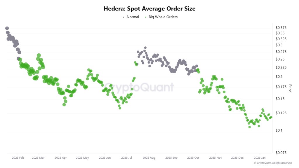 Hedera Spot Avg Order Size