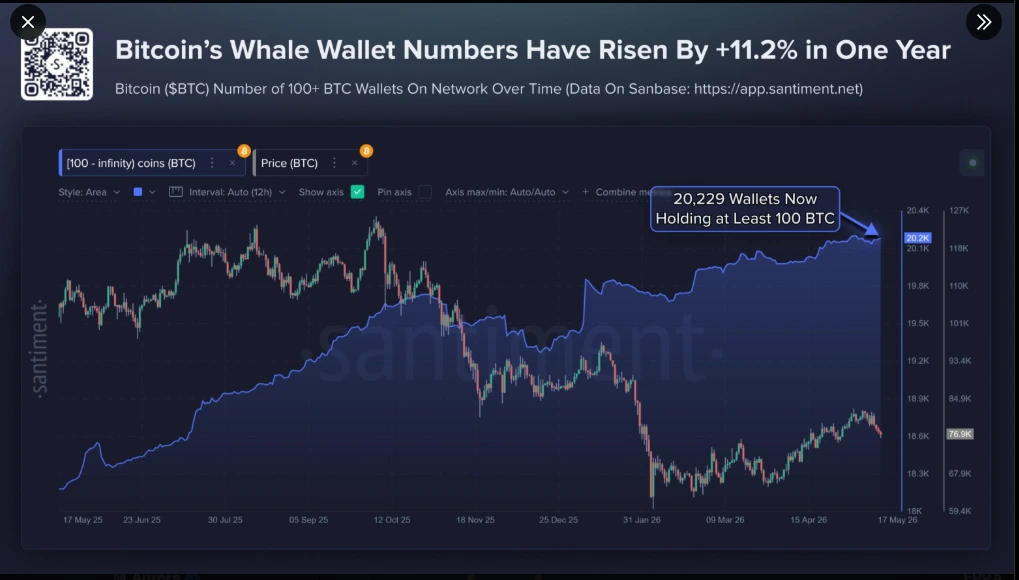 Bitcoin whale accumulation