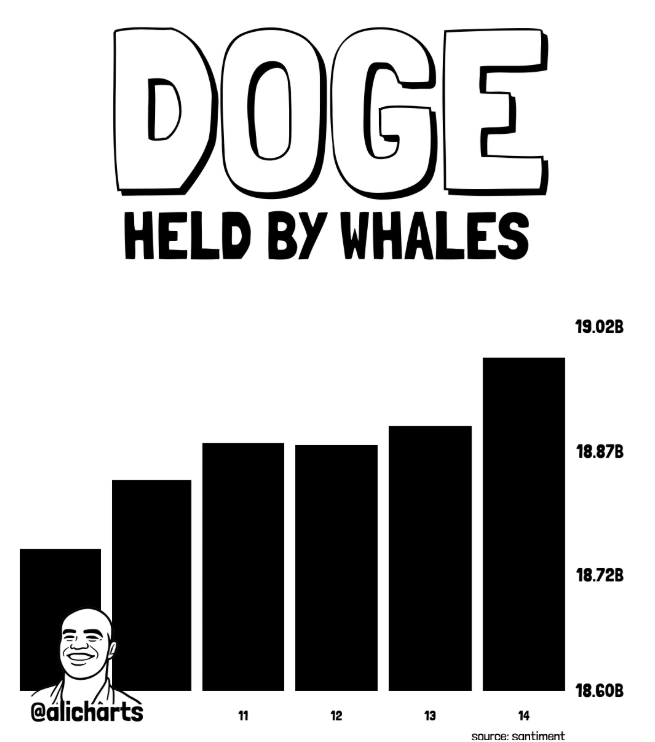 DOGE whales data